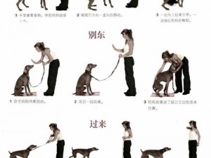 训犬基础教程——让你的狗狗更听话