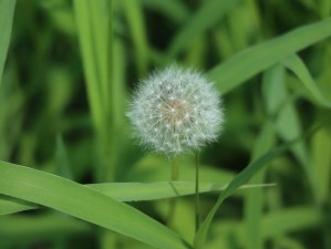 野花韩国高清免费神马百度，无广告，无病毒，绿色健康，值得拥有